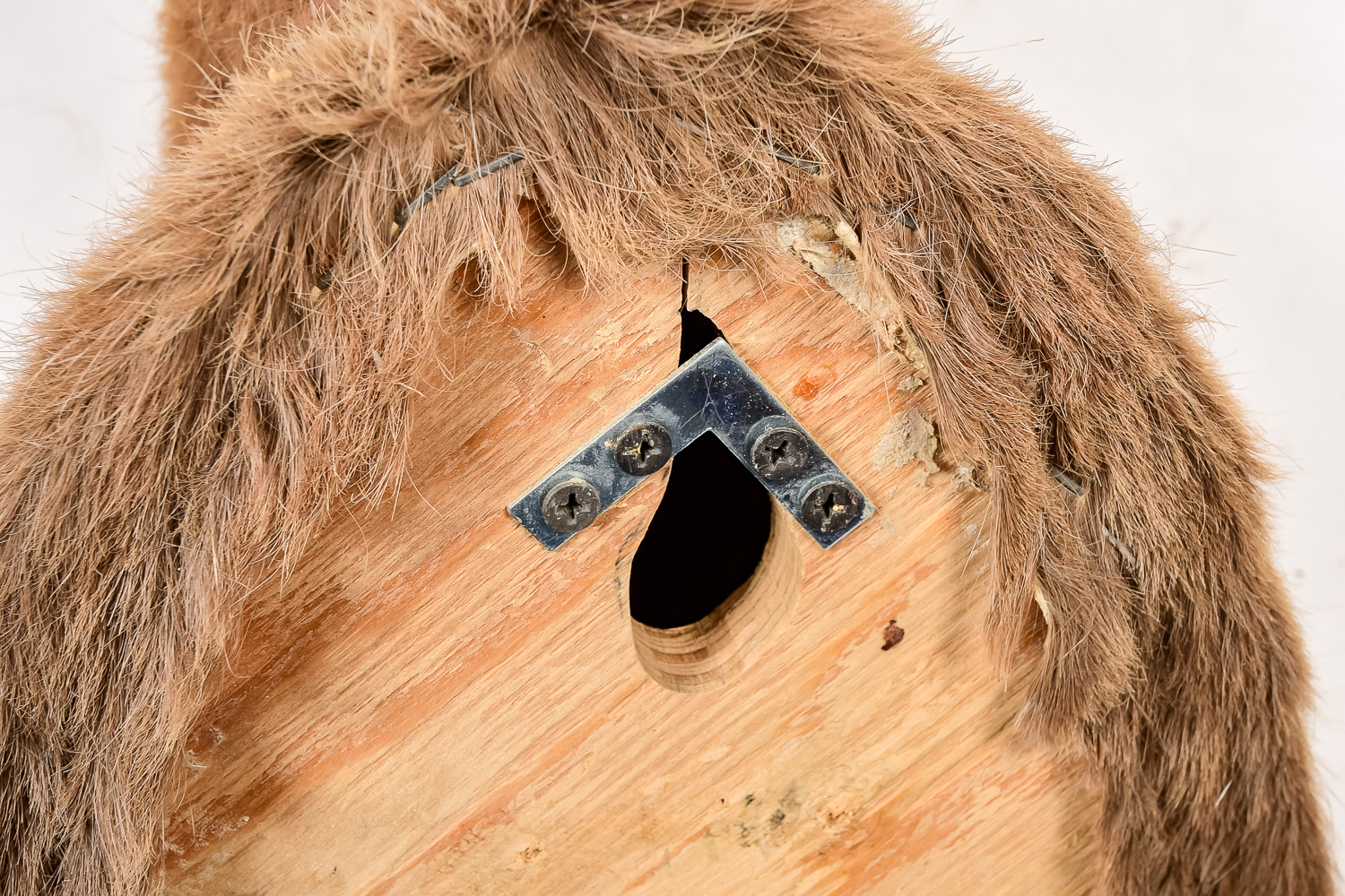 African Antelope Taxidermy