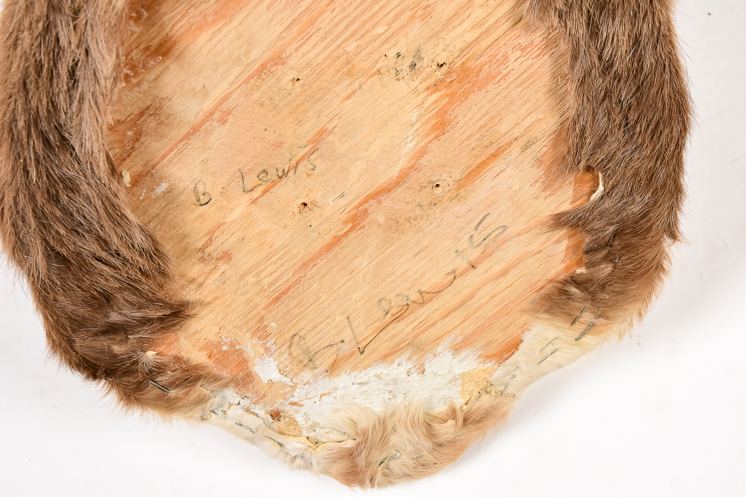 African Antelope Taxidermy