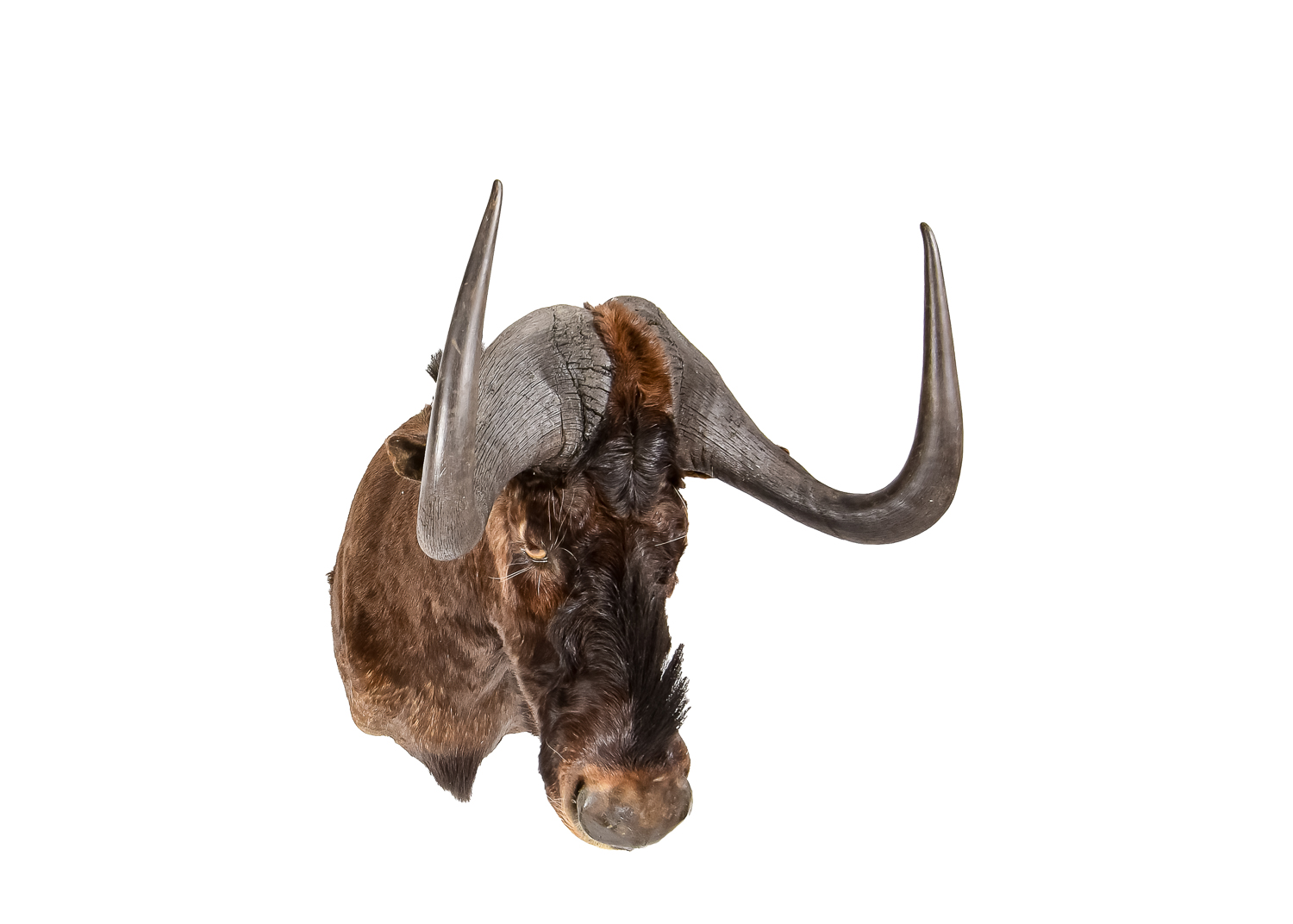 Taxidermy Water Buffalo