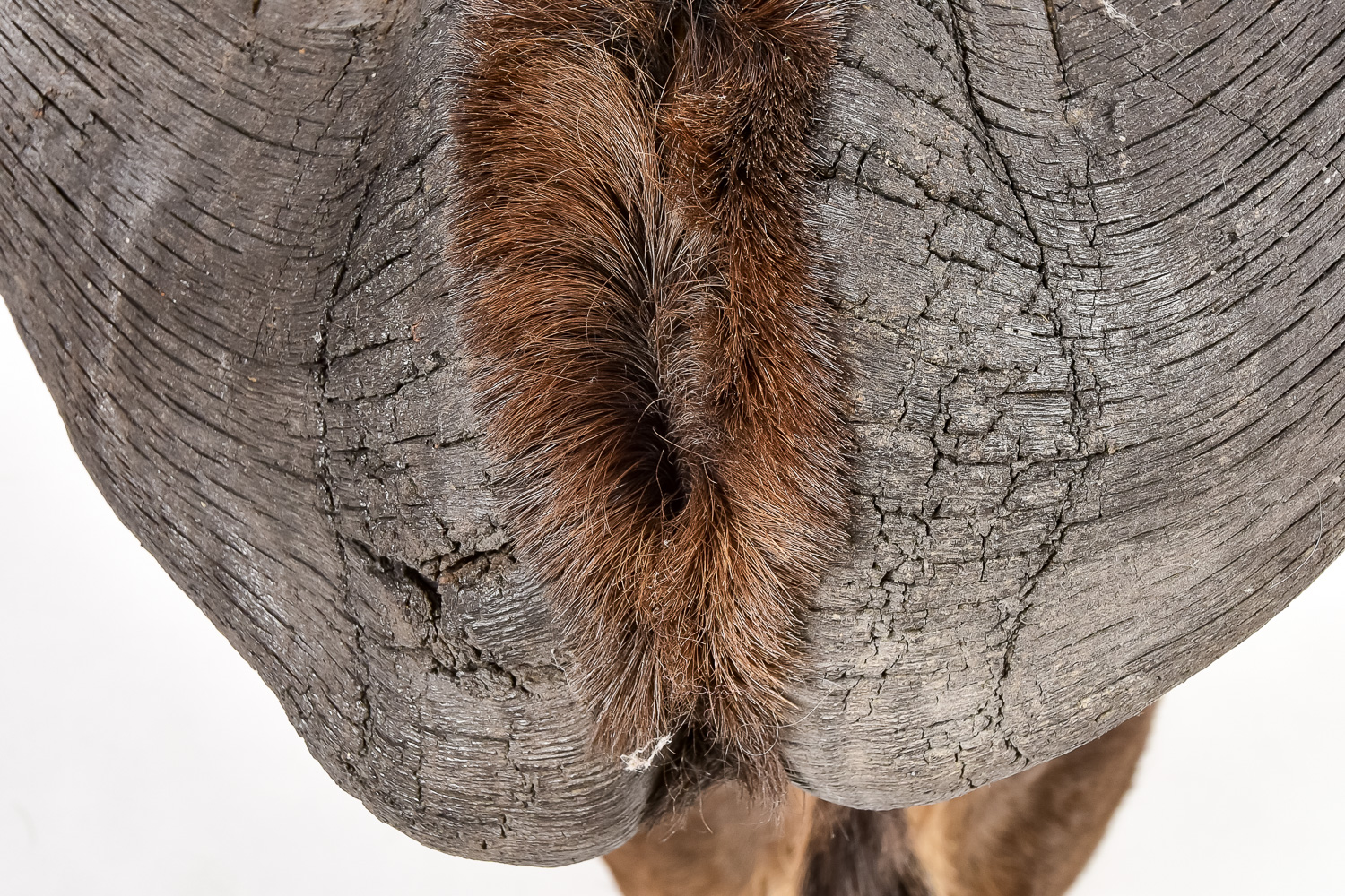 Taxidermy Water Buffalo