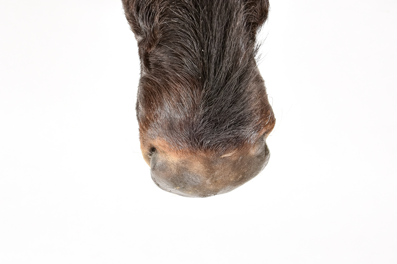 Taxidermy Water Buffalo