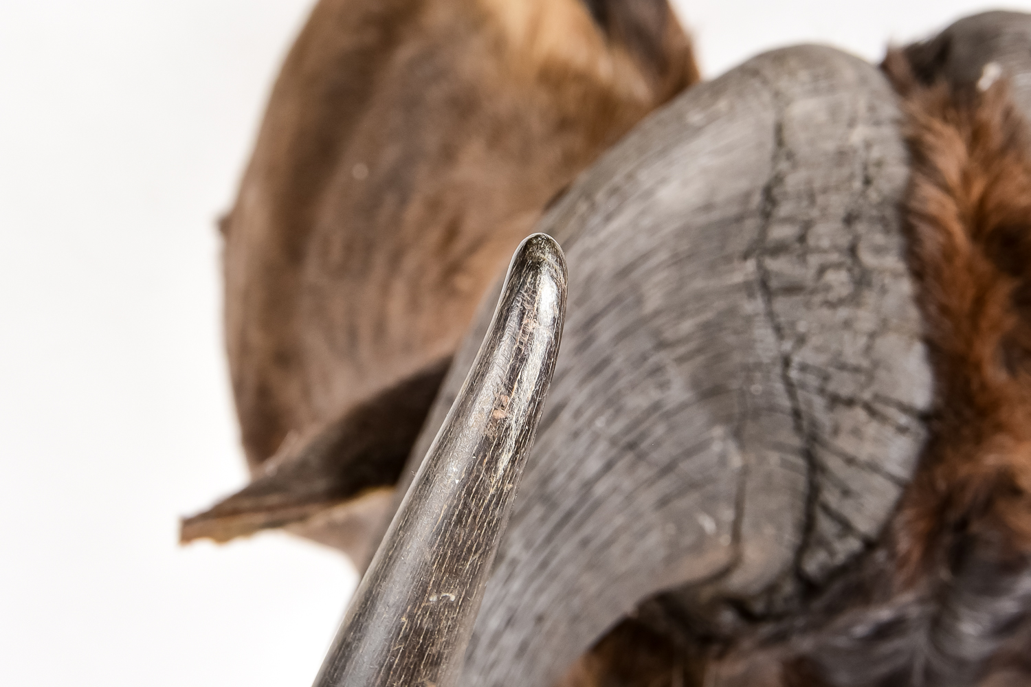 Taxidermy Water Buffalo