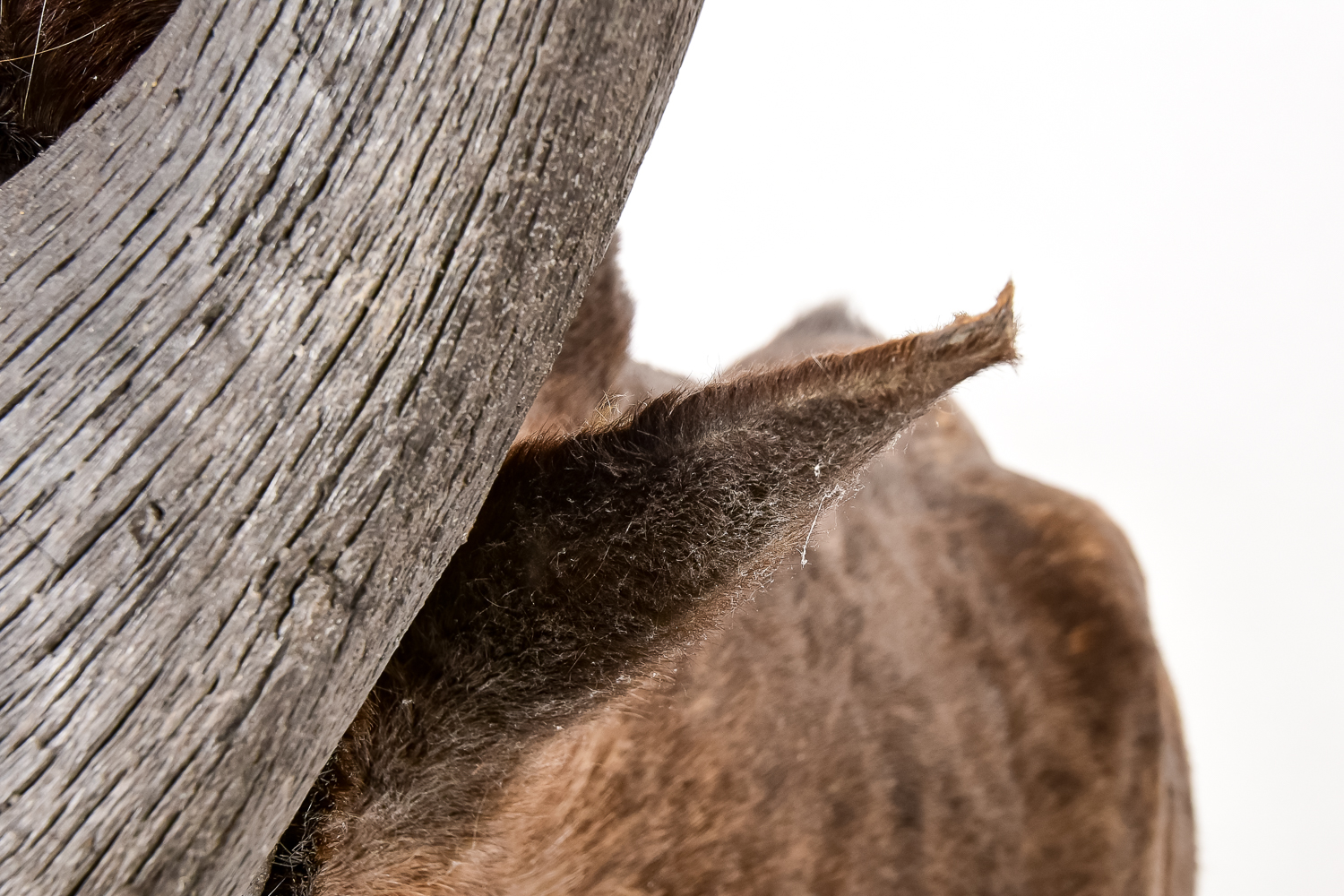 Taxidermy Water Buffalo