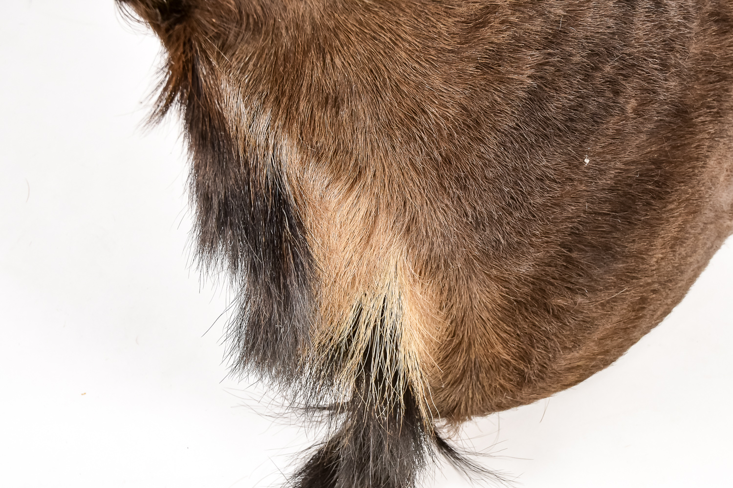 Taxidermy Water Buffalo