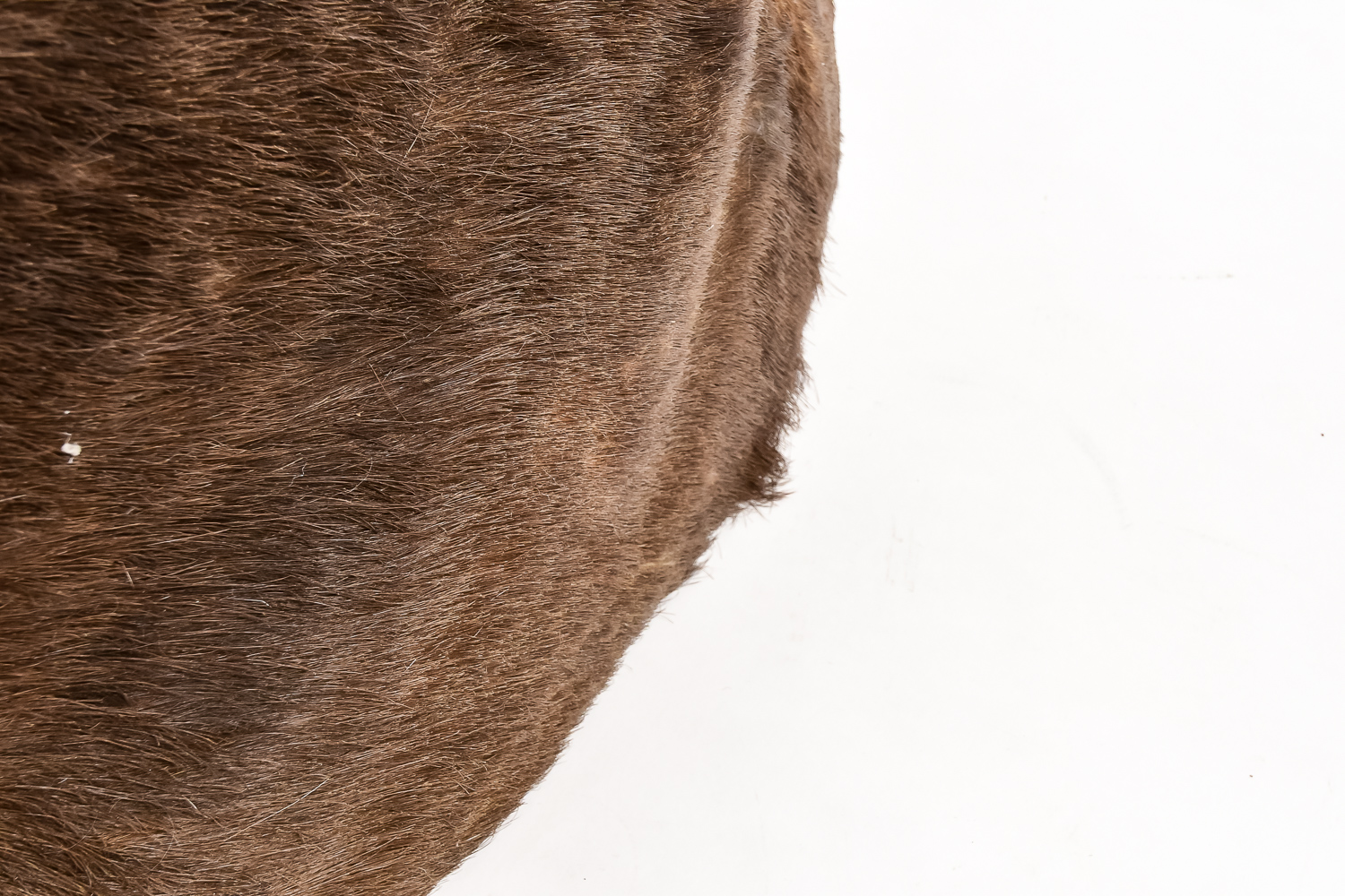 Taxidermy Water Buffalo