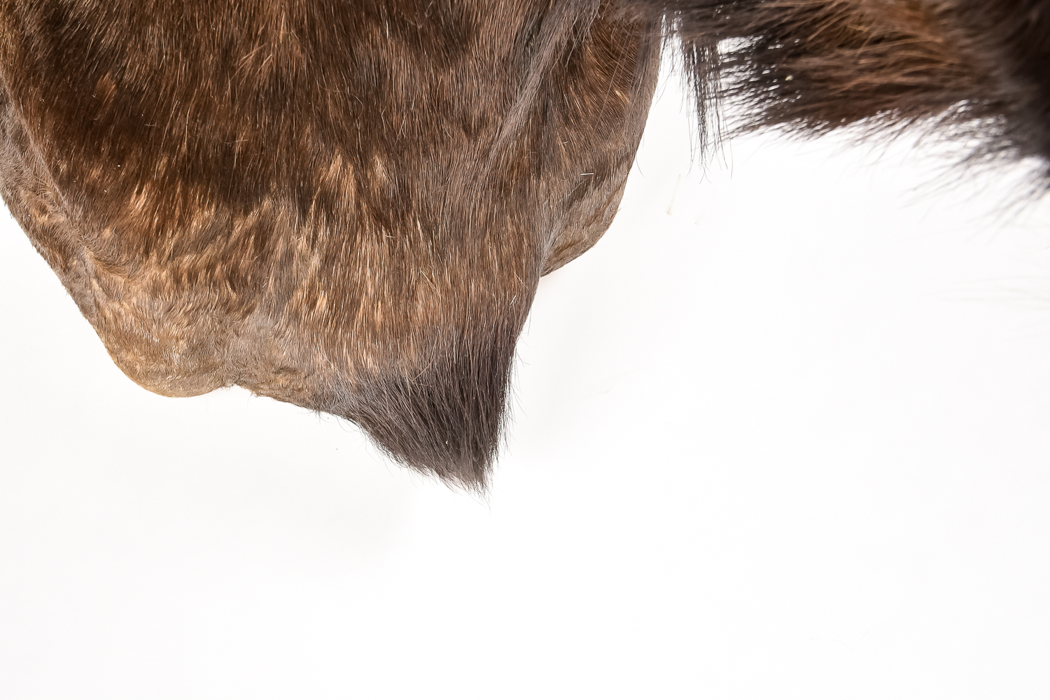 Taxidermy Water Buffalo