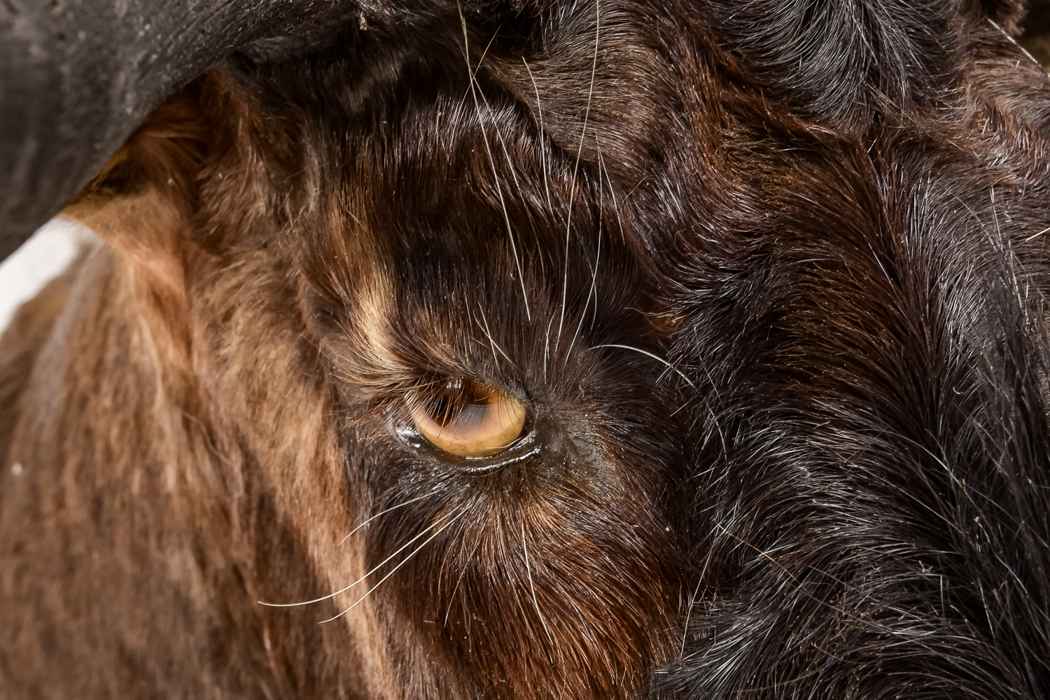 Taxidermy Water Buffalo