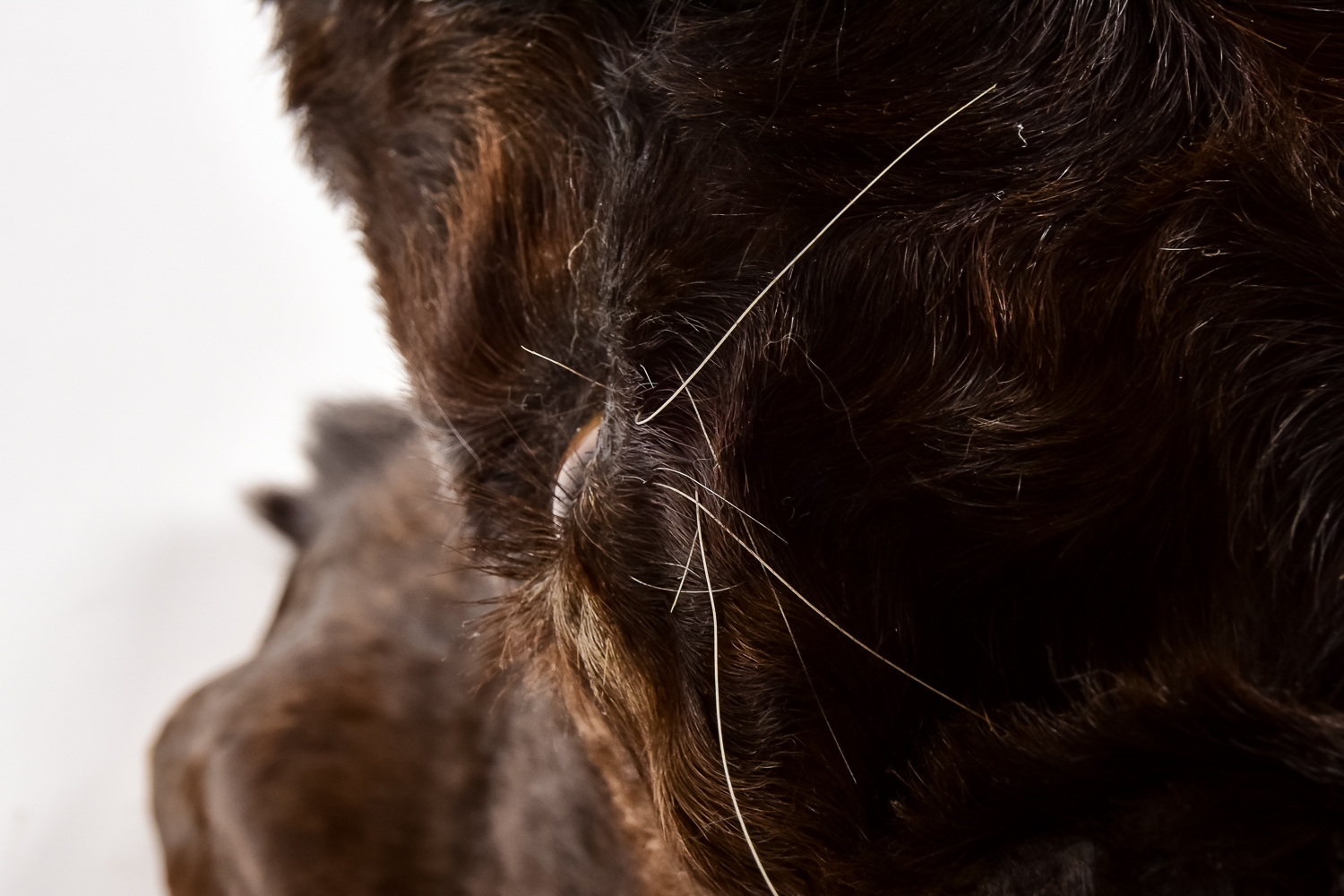 Taxidermy Water Buffalo