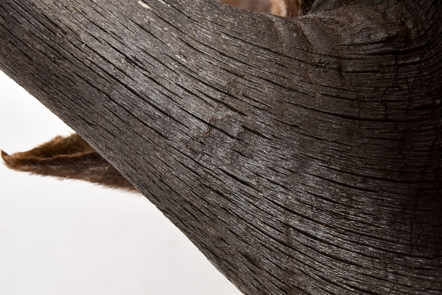 Taxidermy Water Buffalo