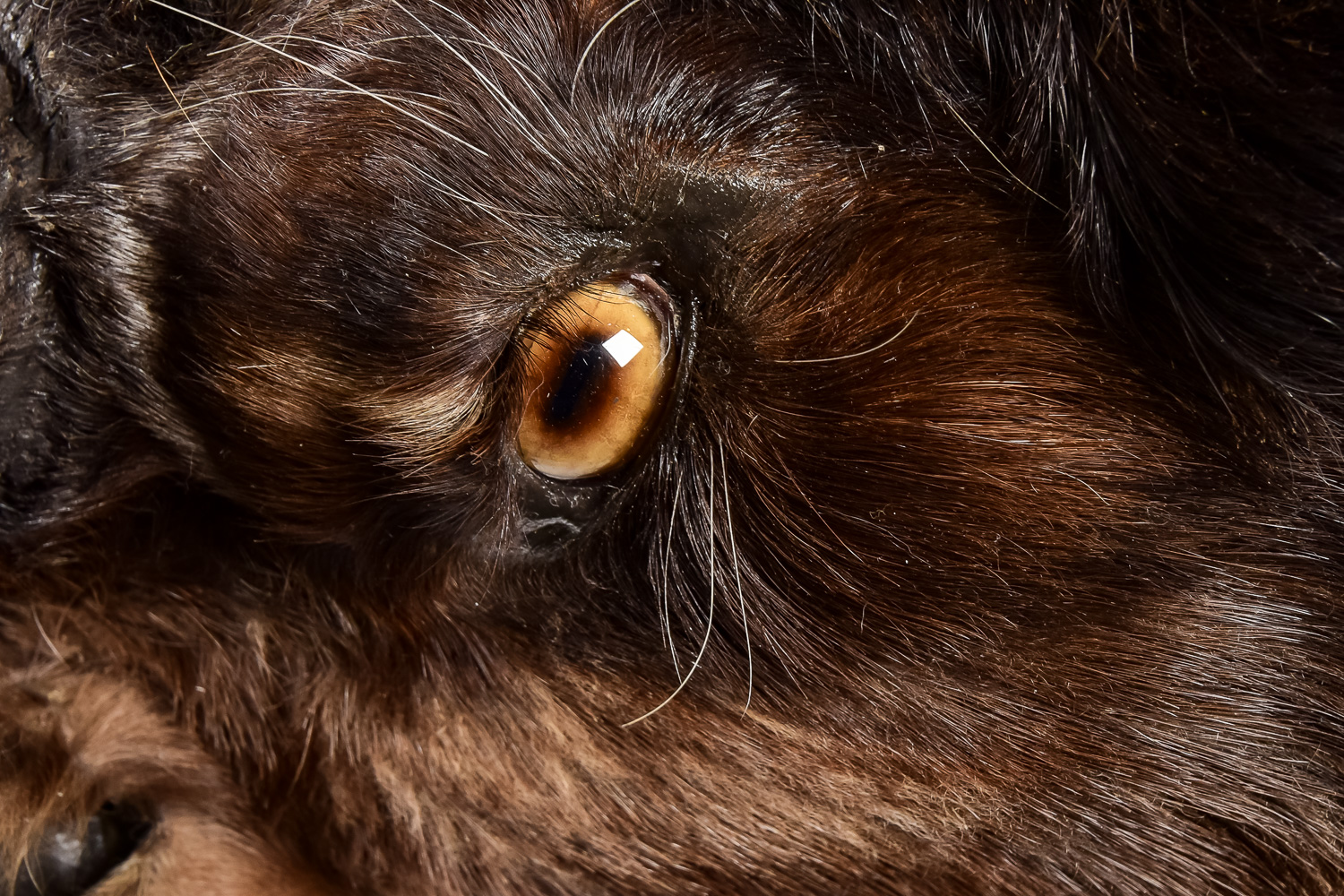 Taxidermy Water Buffalo