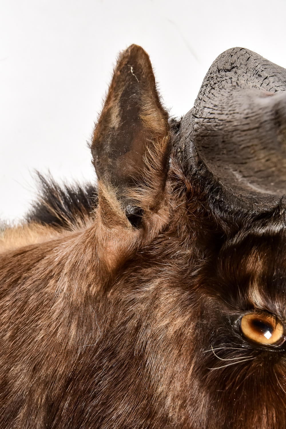 Taxidermy Water Buffalo