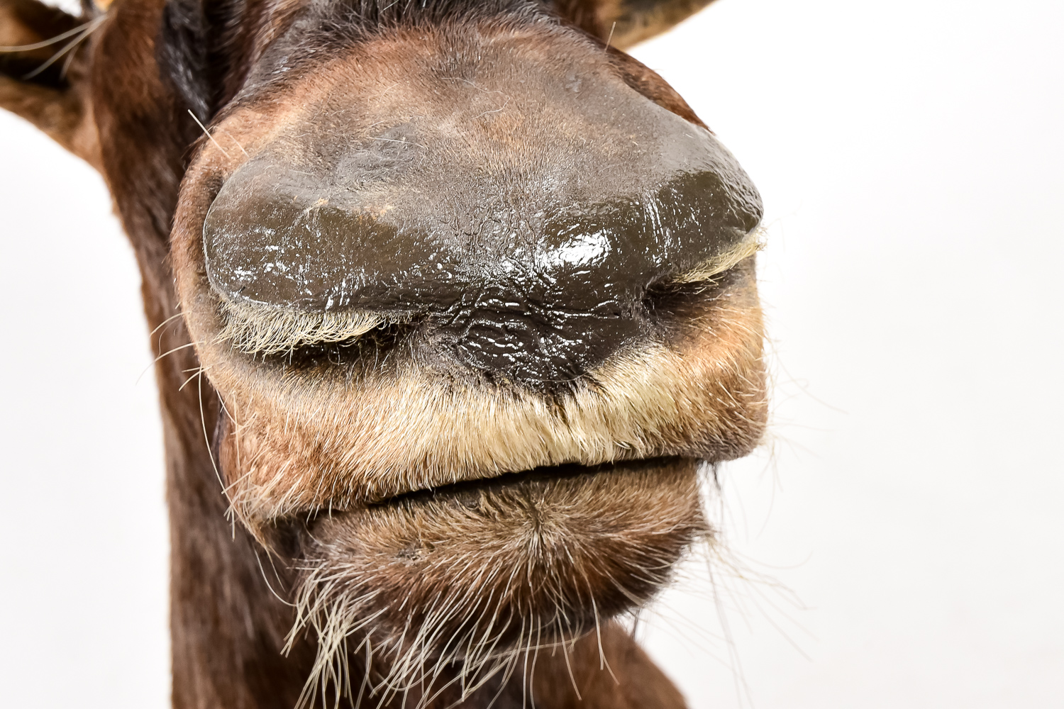 Taxidermy Water Buffalo
