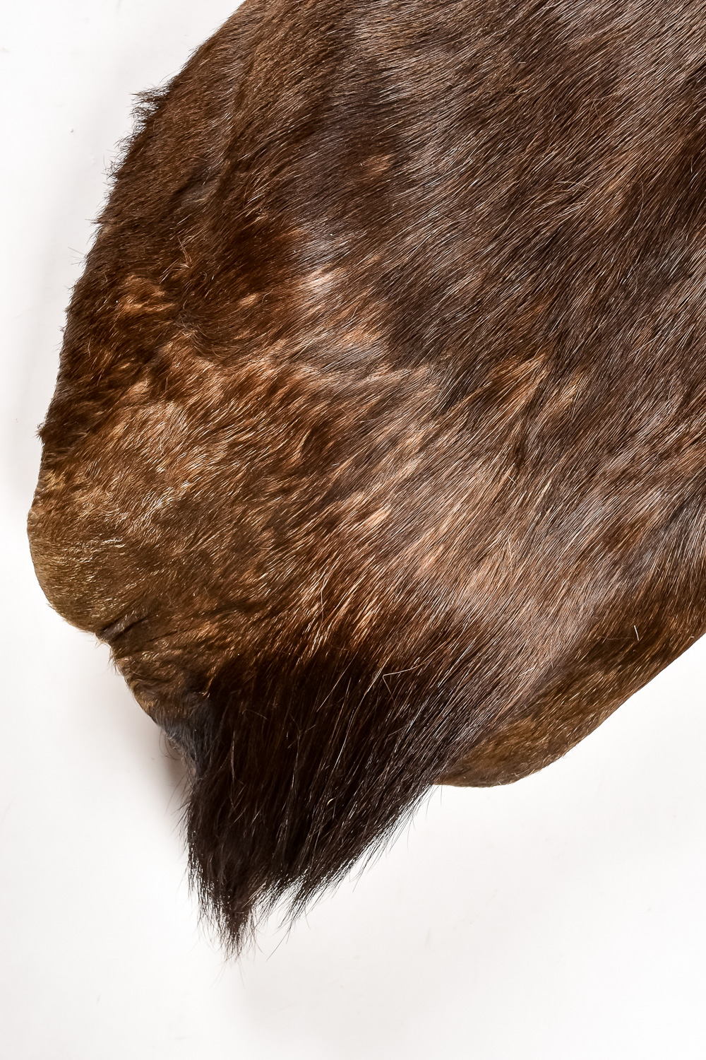 Taxidermy Water Buffalo