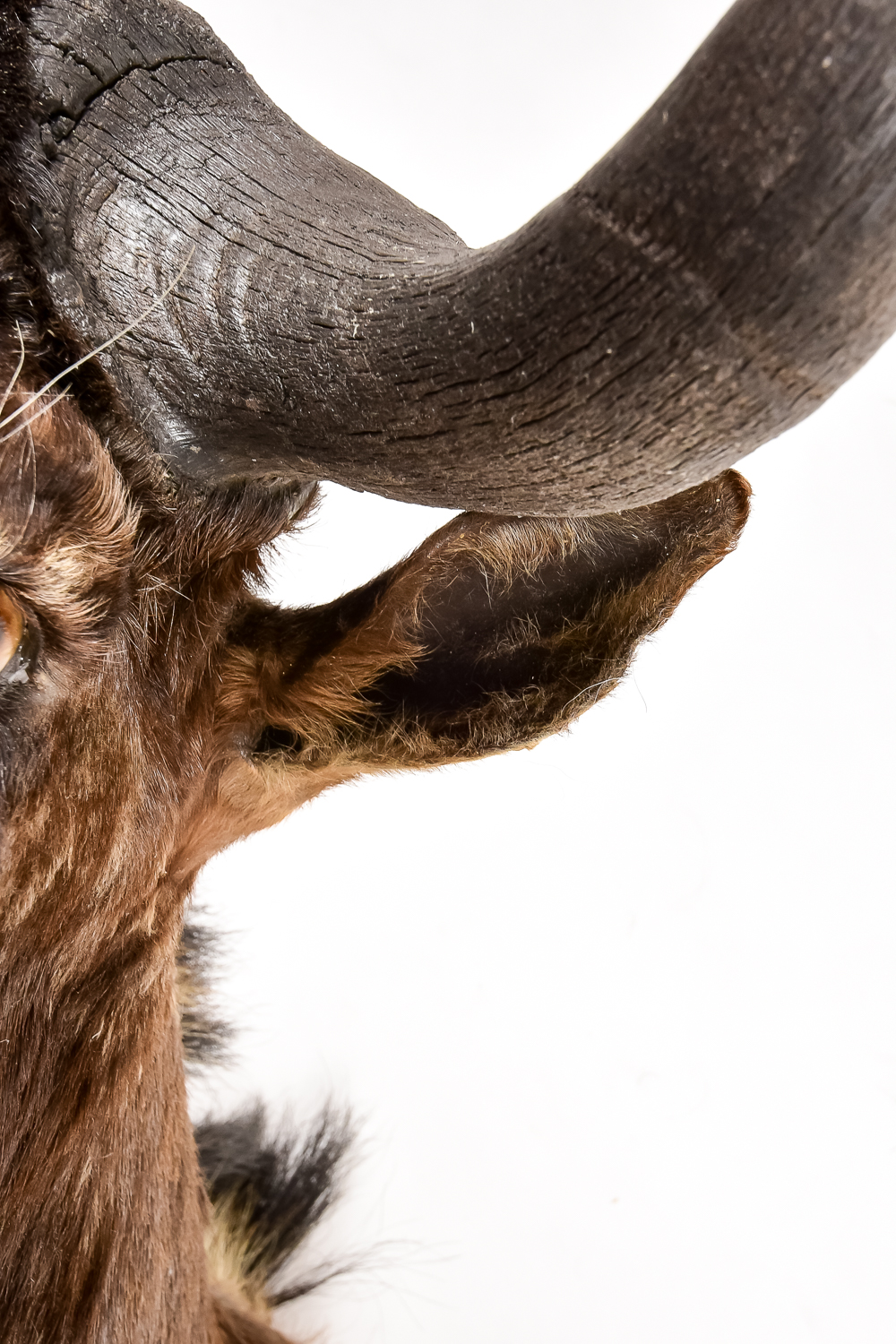 Taxidermy Water Buffalo