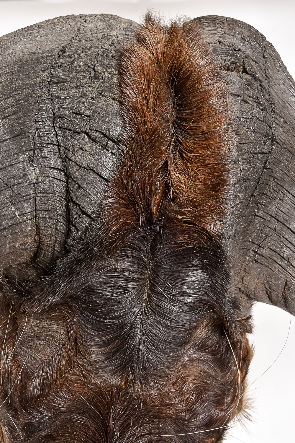 Taxidermy Water Buffalo