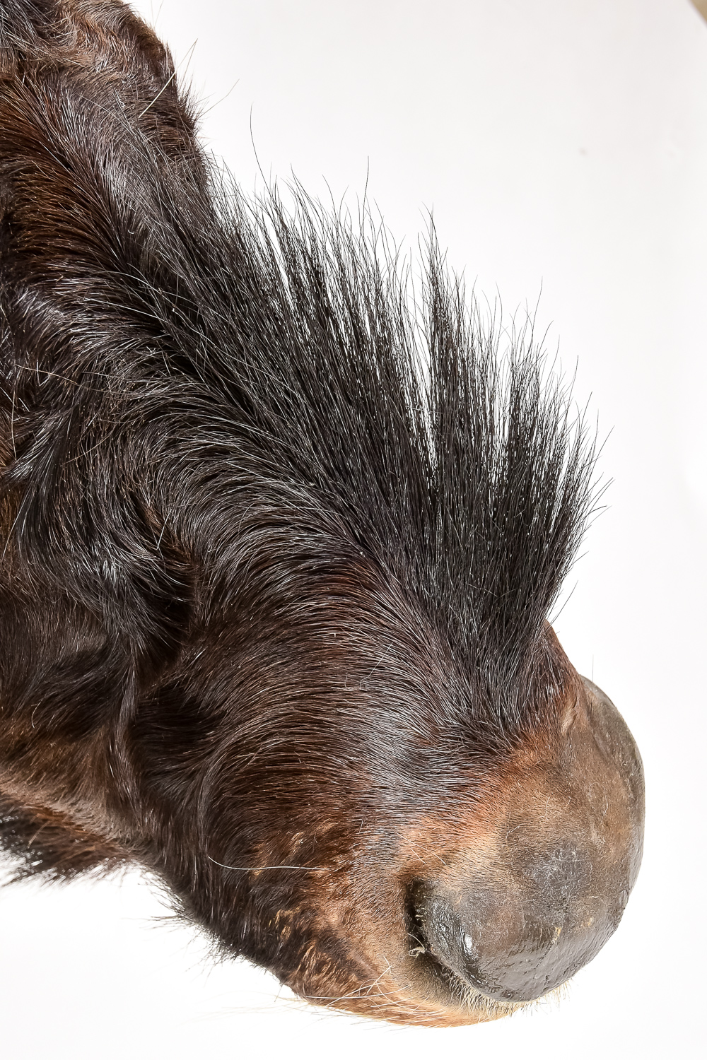 Taxidermy Water Buffalo