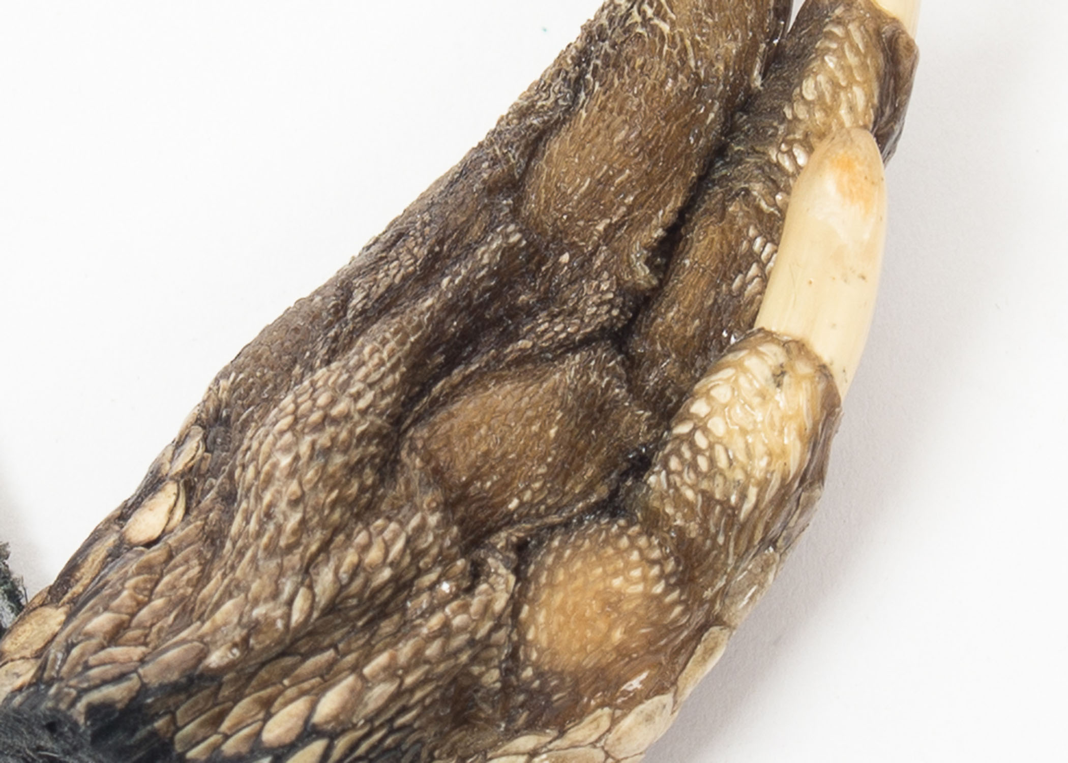 Alligator Claw Necklace and Keychain