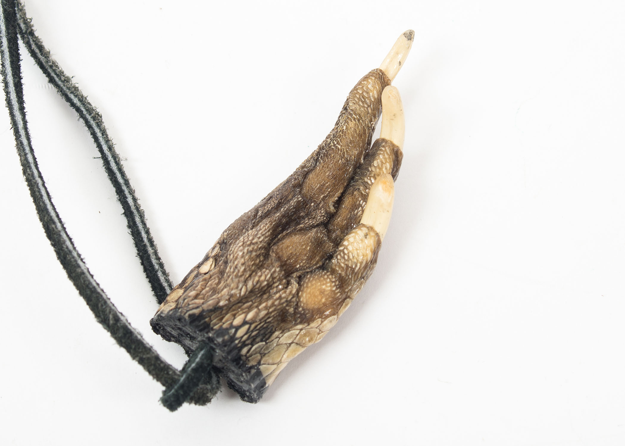 Alligator Claw Necklace and Keychain