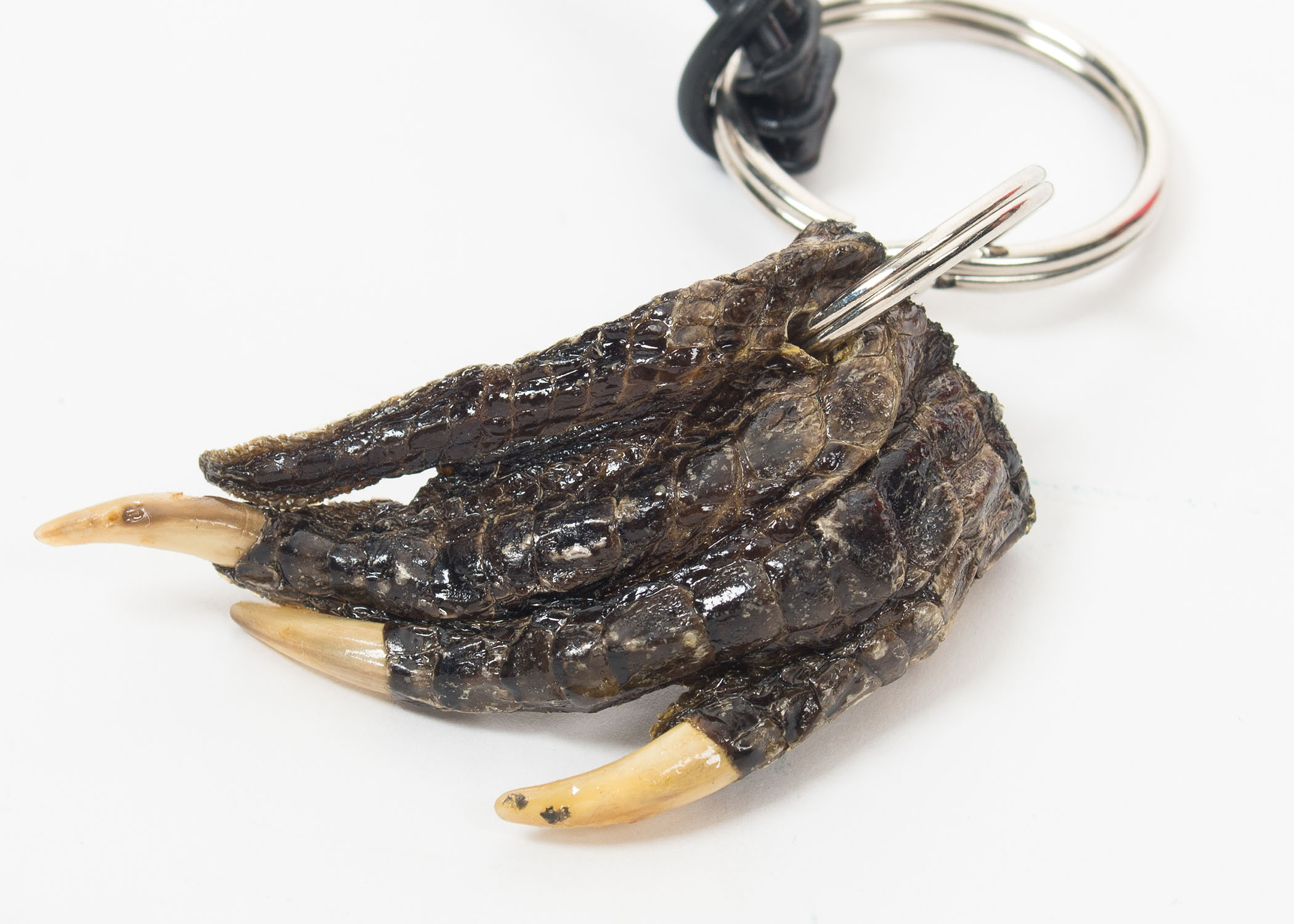 Alligator Claw Necklace and Keychain