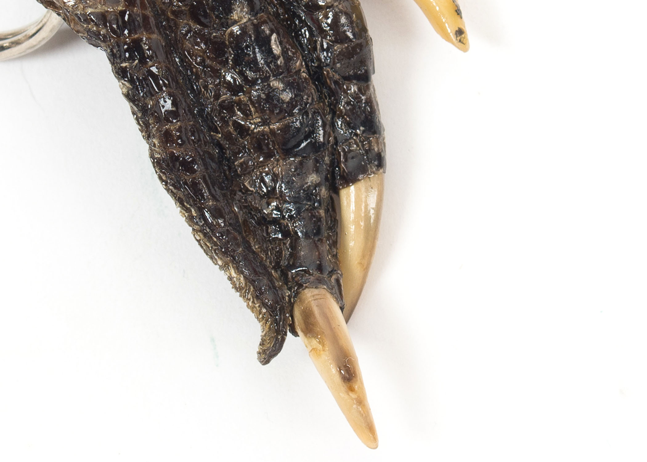 Alligator Claw Necklace and Keychain