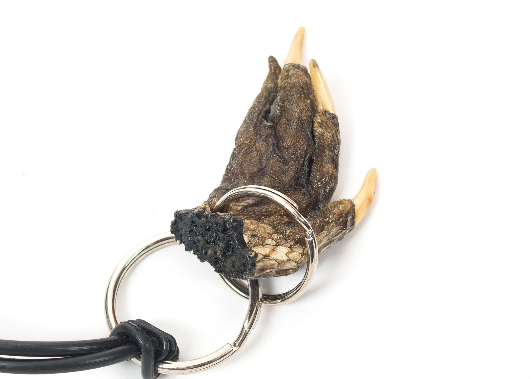 Alligator Claw Necklace and Keychain