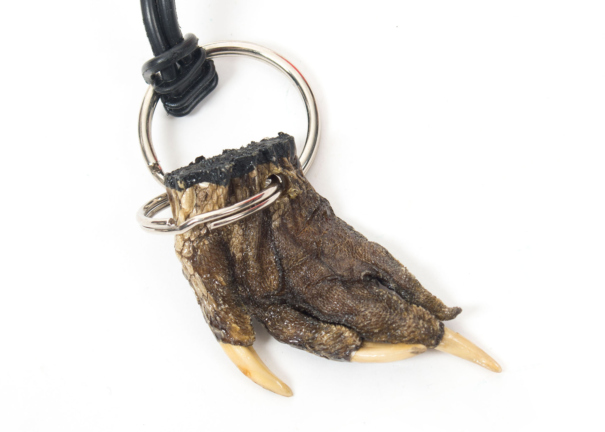 Alligator Claw Necklace and Keychain