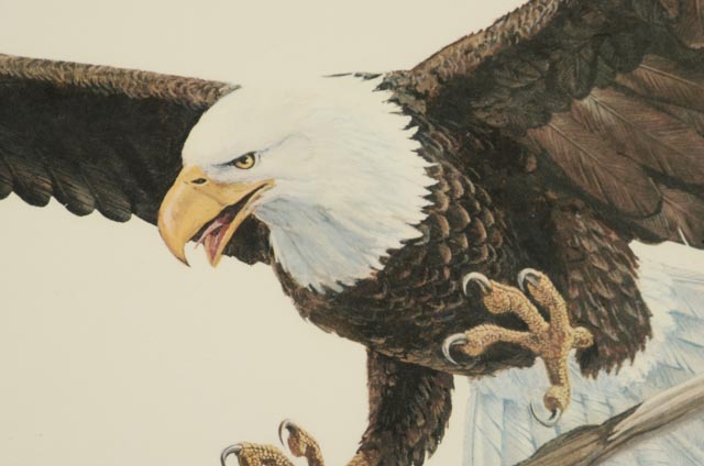 Tom Dunnington Print "American Bald Eagle"