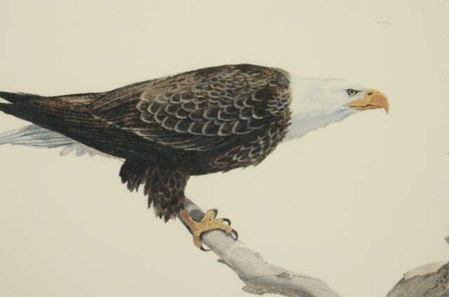 Tom Dunnington Print "American Bald Eagle"