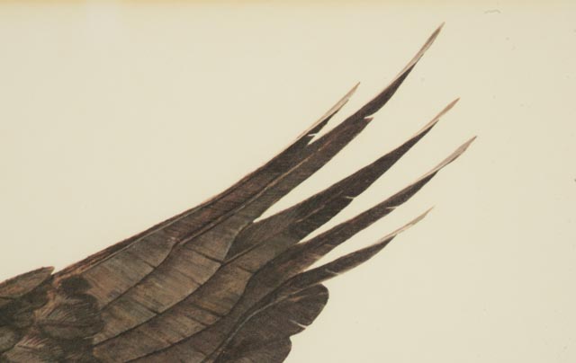 Tom Dunnington Print "American Bald Eagle"