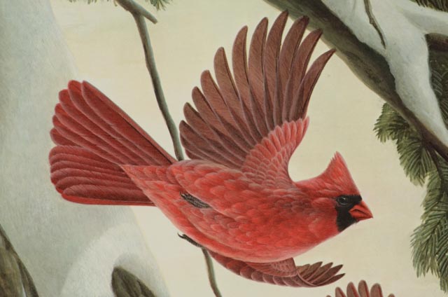 John Ruthven Print "Cardinal"