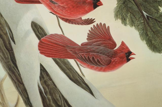 John Ruthven Print "Cardinal"