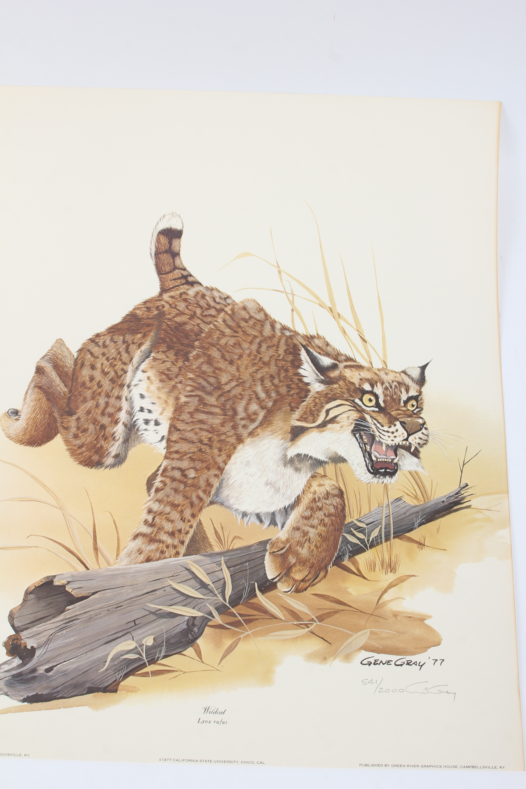University of Kentucky and Pair of Wildcat Limited Edition Lithographs