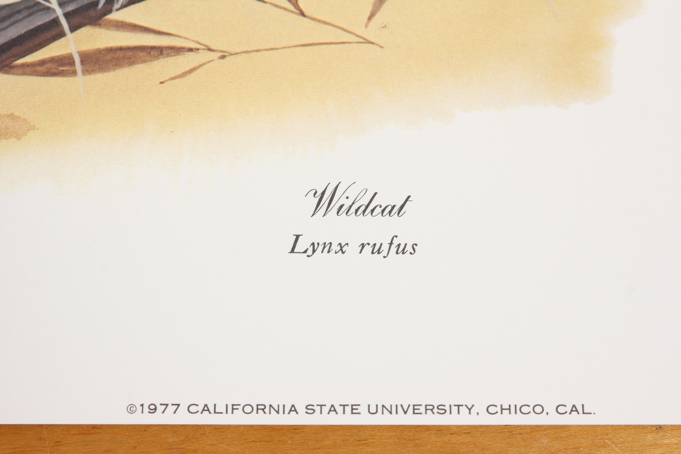 University of Kentucky and Pair of Wildcat Limited Edition Lithographs