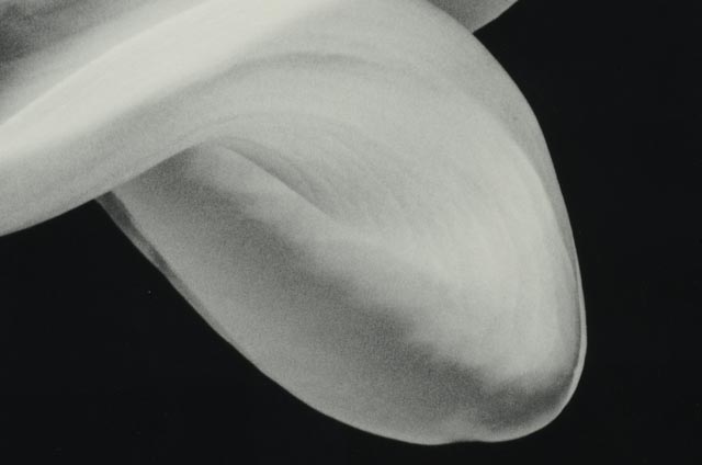 Robert Mapplethorpe "The Perfect Moment" Exhibition Poster