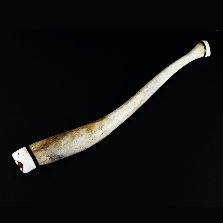 Fossilized Walrus Oosik with Carved Caps