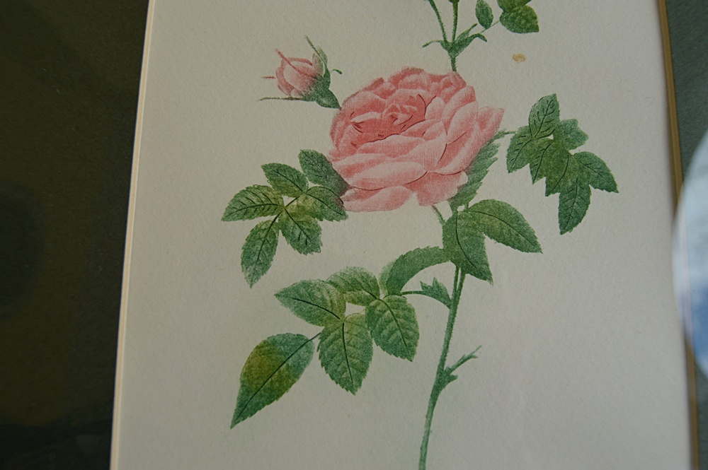 Framed Floral and Nature Themed Prints