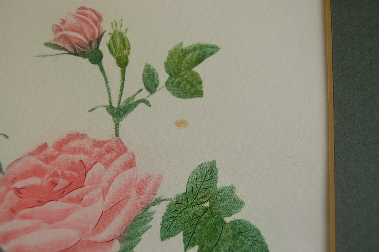 Framed Floral and Nature Themed Prints