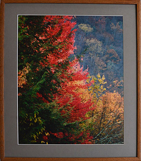 Framed Floral and Nature Themed Prints