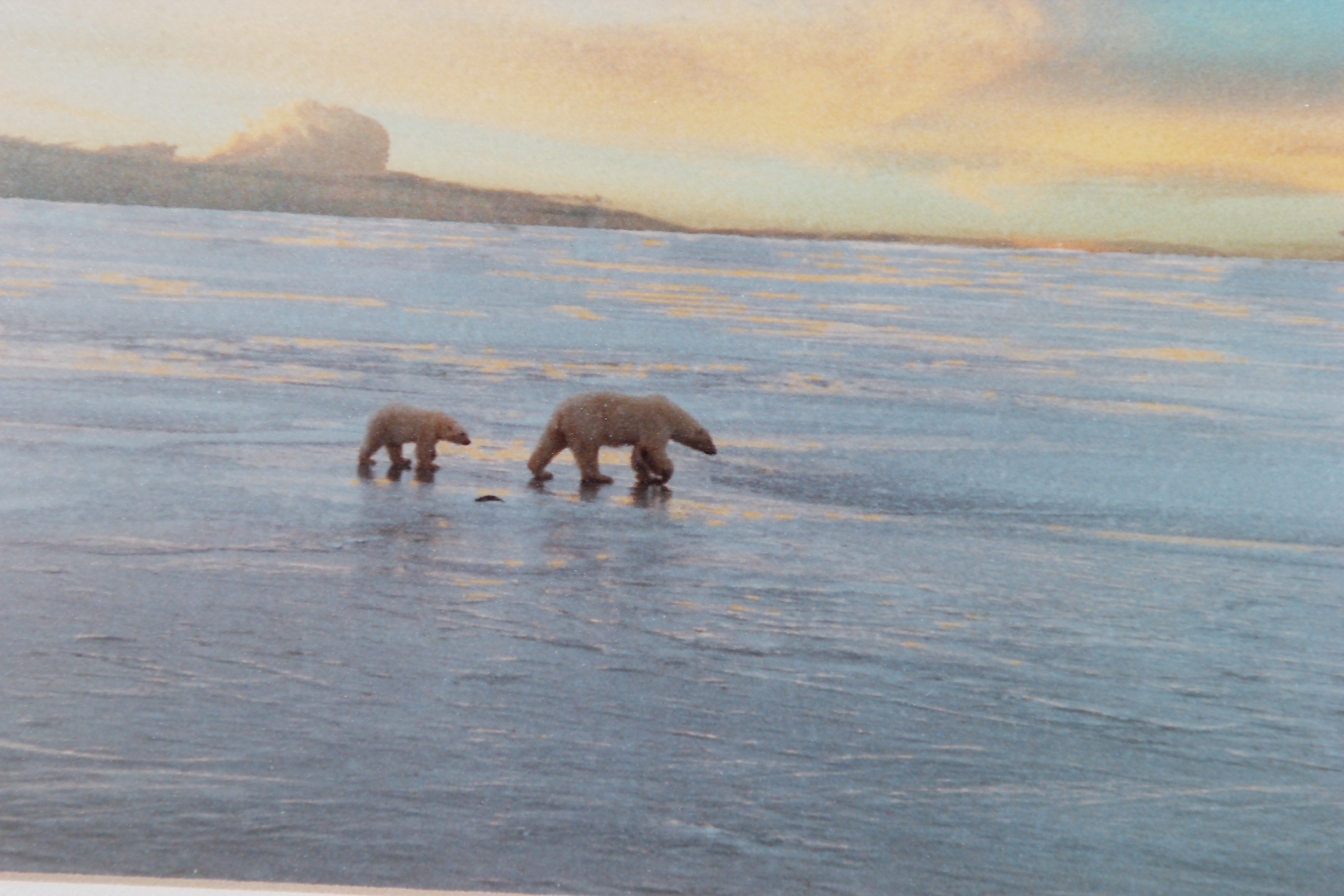 Ray I. Doan 'Polar Bears on the Ice of Hudson Bay...' Photograph