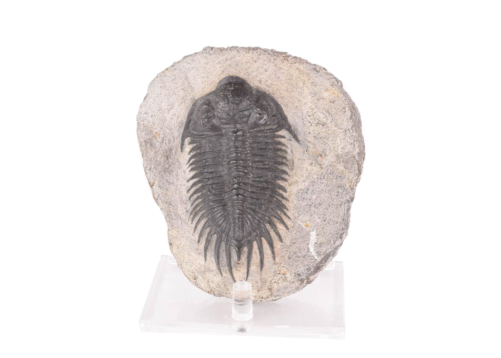 Paleozoic Era Trilobite Fossil