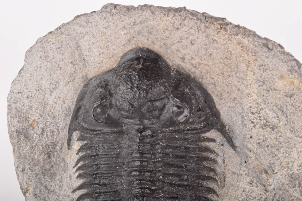 Paleozoic Era Trilobite Fossil
