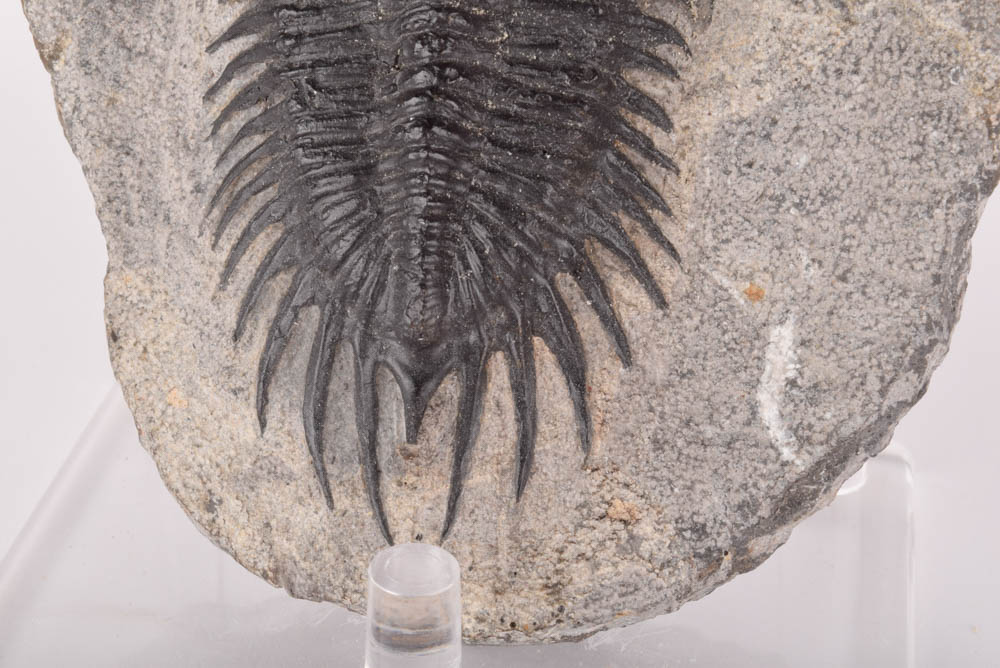 Paleozoic Era Trilobite Fossil