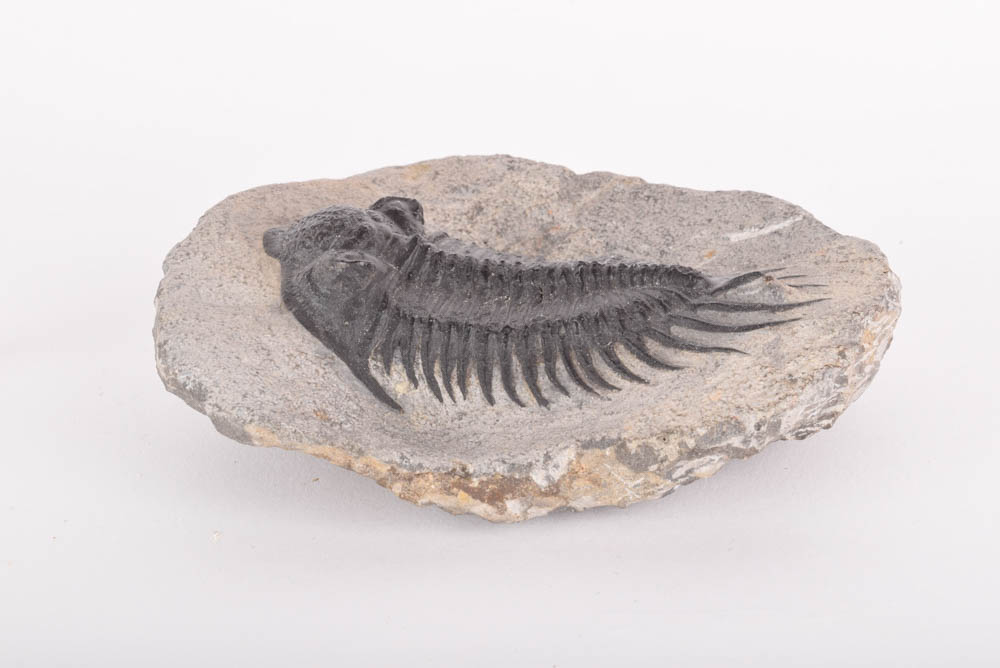 Paleozoic Era Trilobite Fossil
