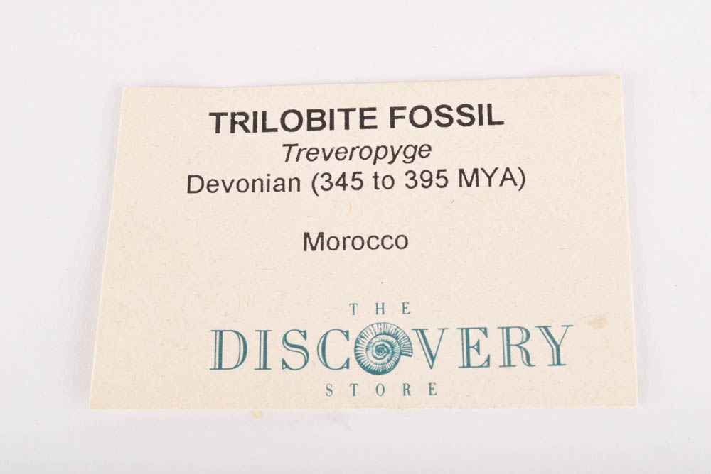 Paleozoic Era Trilobite Fossil