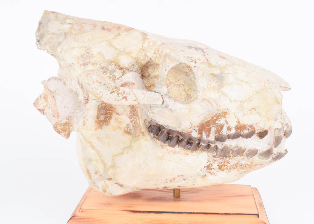 25+Million Year-Old Oreodont Skull Fossil