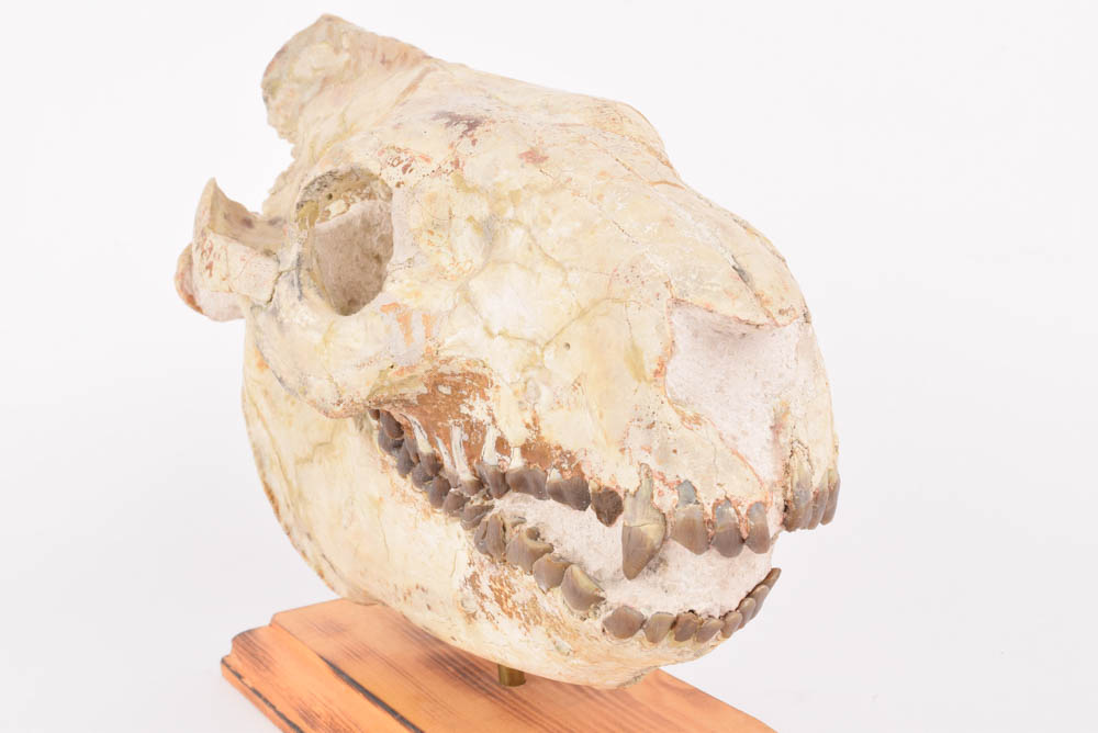 25+Million Year-Old Oreodont Skull Fossil