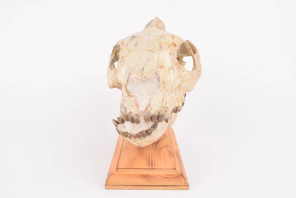 25+Million Year-Old Oreodont Skull Fossil