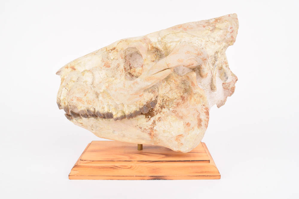 25+Million Year-Old Oreodont Skull Fossil