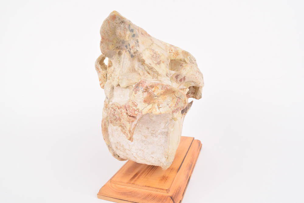 25+Million Year-Old Oreodont Skull Fossil