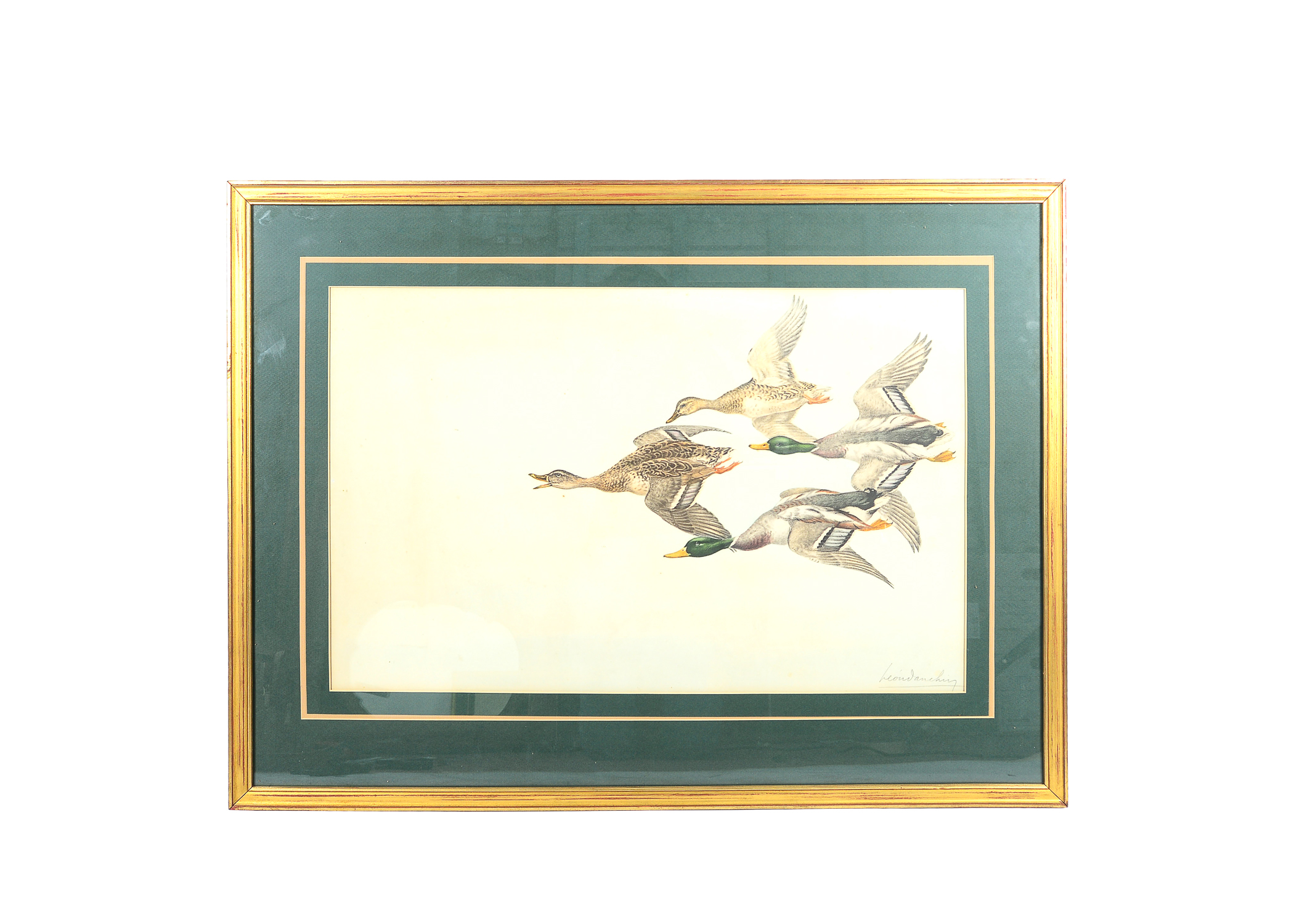 Signed Mallard Duck Drawing